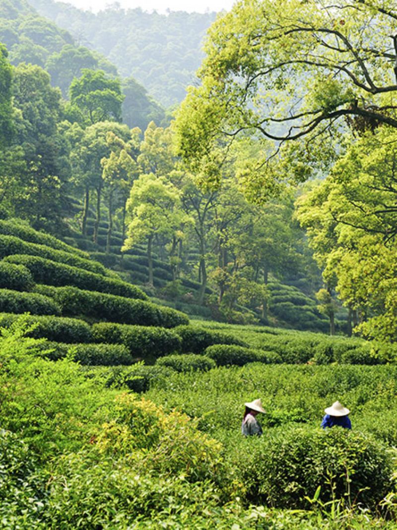 Tè verde - La Via del Tè