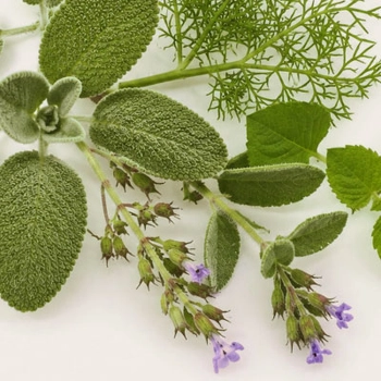 Vegetal