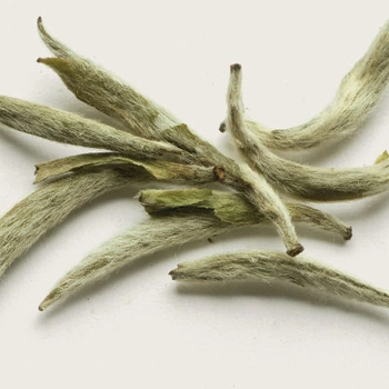 Tè bianco