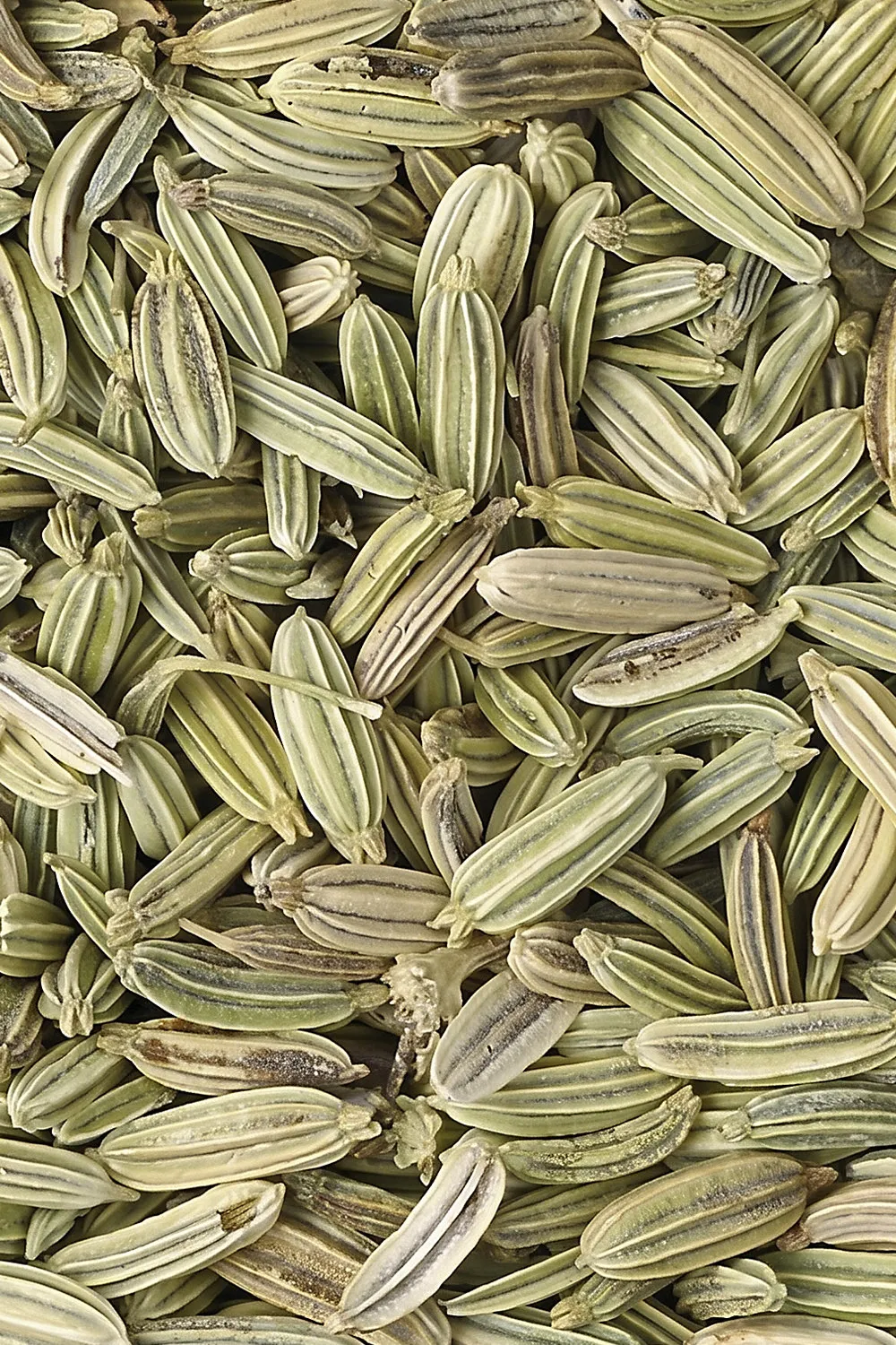 Semi Di Finocchio - Immagine 2