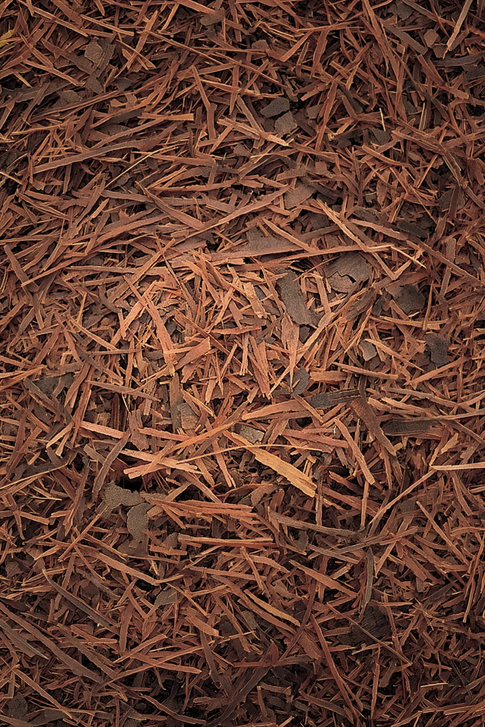 Lapacho - Immagine 2