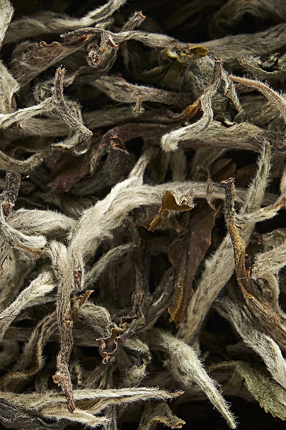 Nepal White Tea Bio - Immagine 2