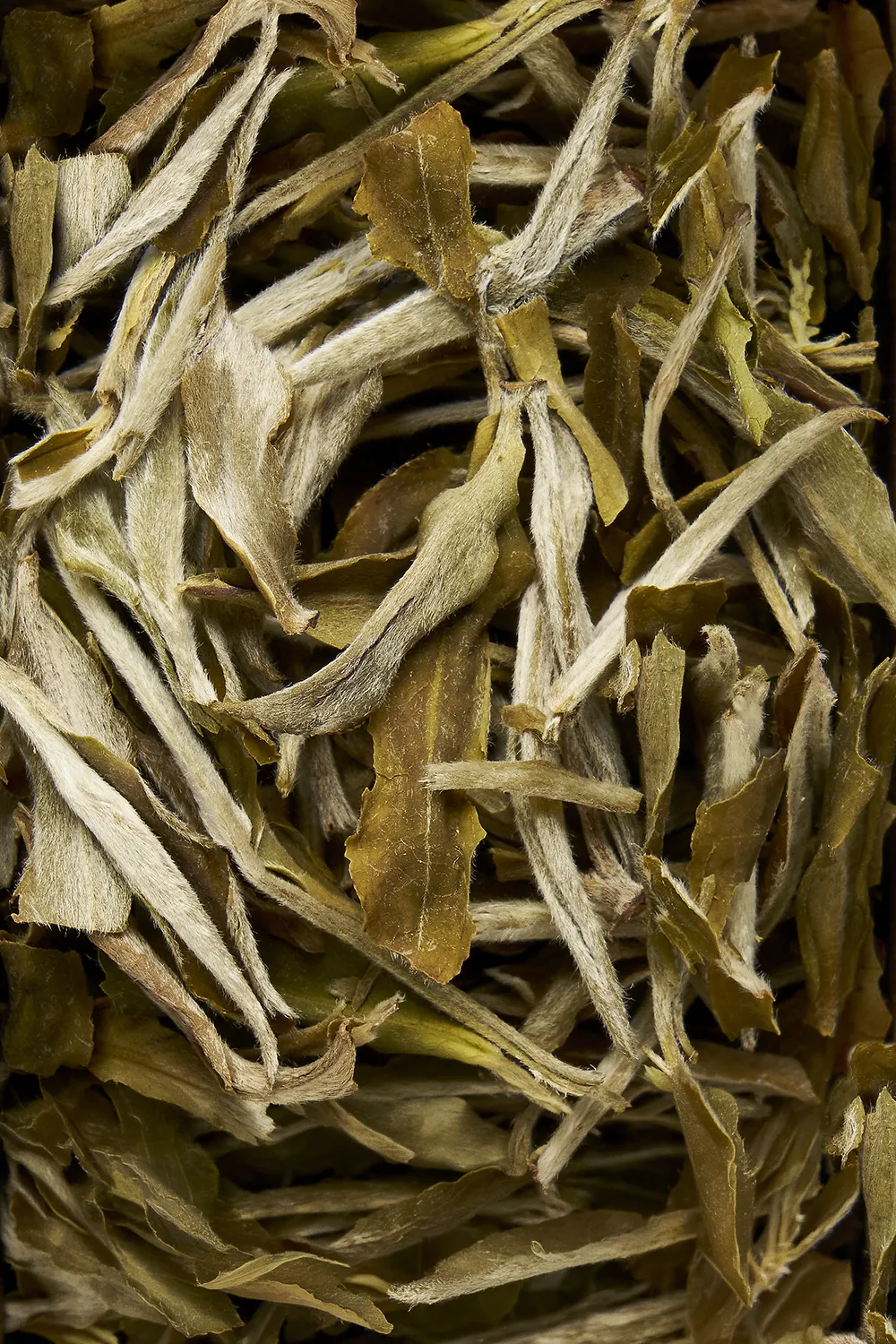 Darjeeling White