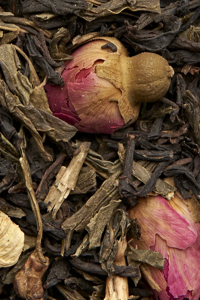 Rosa D'inverno