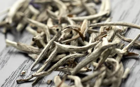 Gros plan de thé blanc silver needle dans gros plan.