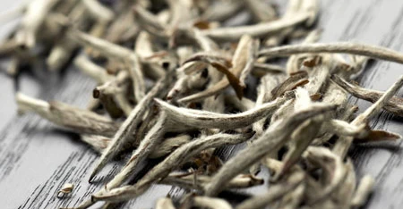 Gros plan de thé blanc silver needle dans gros plan.